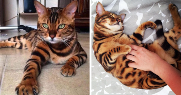 Meet Thor The Most Beautiful Bengal Cat In The World